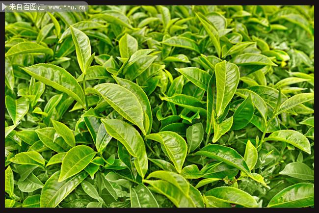 绿茶茶叶高清图片素材