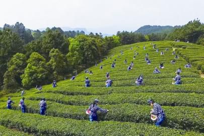 2 茶旅联姻开启茶农新生活(图)新闻中心