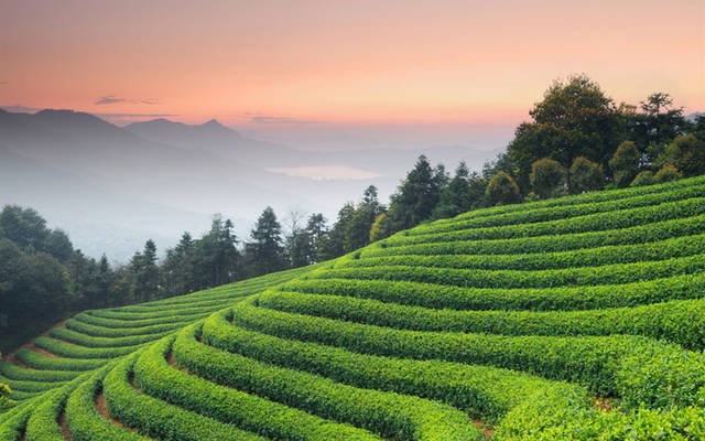 台地茶与古树茶到底有什么区别呢?