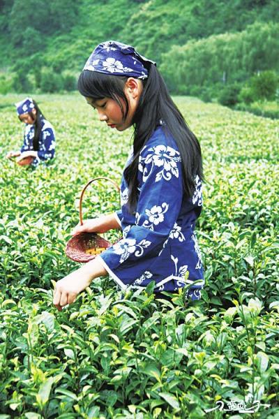 陕西茶叶节即将举办