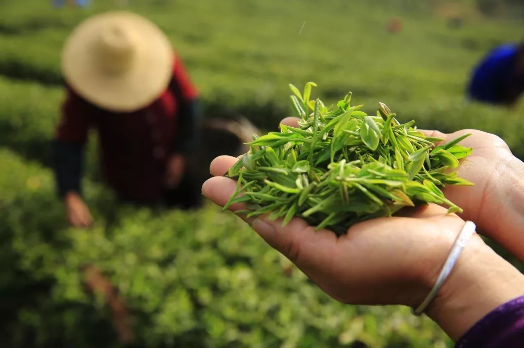 茶道 | 中国顶级茶叶排行榜