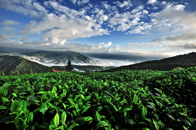 【老包说茶】2018年 或成“中期茶元年”(下)_财经